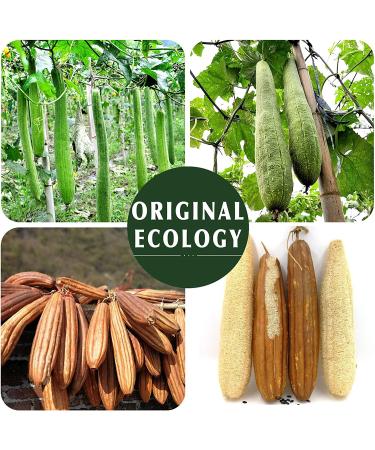 Eco-Friendly Natural Loofah Sponge Exfoliating Body Scrubber 3 Pack - Biodegradable Shower Luffa for Men and Women - Beige - Buy Online on GoSupps.com