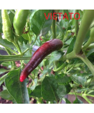 Pepper seeds 10 different varieties -- 100 seeds - Buy Online on GoSupps.com