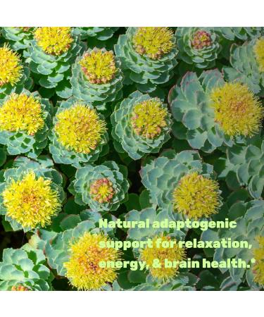 DEAL SUPPLEMENT Rhodiola Rosea with Ashwagandha 240 Veggie Capsules Max Strength 10:1 Root Extract Adaptogenic Supplements for Relaxation Energy & Brain Health* Non-GMO - Buy Online on GoSupps.com