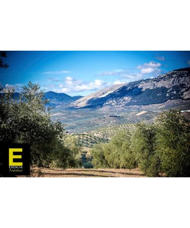 Ja n Extra Virgin Olive Oil 100% EVOO Limited Edition - Premium Extra Virgin Olive Oil 88 CENTENARY OLIVES 500 ML - EVOO Reserva Familiar (6) - Buy Online on GoSupps.com