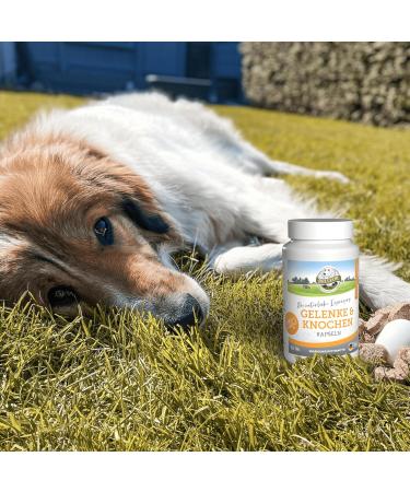Bellfor Joints and Bones Food Supplement with Ovopet specially designed to regulate joint metabolism and preserve mobility Dogs 50 capsules - Buy Online on GoSupps.com