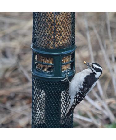 Lyric Peanut Pieces Wild Bird Food 5 lb - High Energy Nutritious Treat for Wild Birds - Buy Online on GoSupps.com