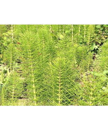 Horsetail stem Equisetum arvense 180 capsules 200 MG (ORGANIC) - Buy Online on GoSupps.com