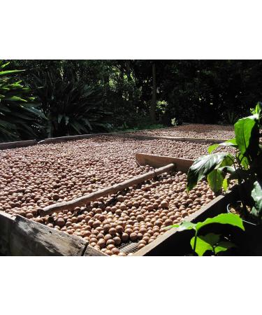 Buy 1001 Fruit Macadamia Nuts Unsalted 250g | Natural Raw Nuts from Australia | Additive-Free Whole Nuts | Healthy Snack Option - Buy Online on GoSupps.com