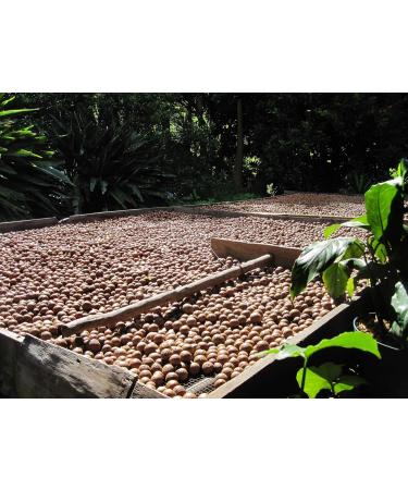 1001 Fruit Macadamia Nuts 500g Unsalted Whole Nuts from Australia | Natural Raw Food Quality No Additives Untreated - Buy Online on GoSupps.com