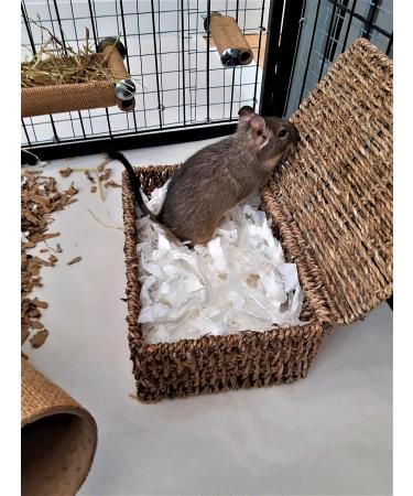 Sleepy Degu Bedding (60g) - Premium Comfort for Your Pet Degu - Buy Online on GoSupps.com