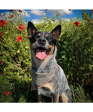 Vanclyde Sydney Dog Half Triangle Bandana - Stylish Khaki-Orange Accessory with Carabiner Closure (Size L) - Perfect for International Shipping - Buy Online on GoSupps.com