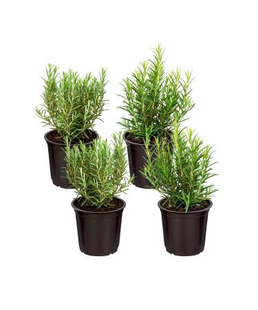 Live Aromatic and Edible Herb - Rosemary (4 Per Pack), Naturally Improves Breathing and Air Quality, 8" Tall by 3" Wide