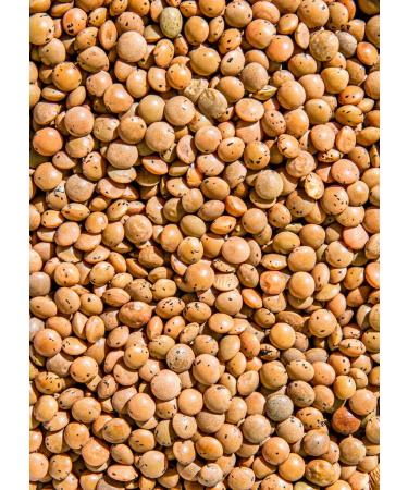 KoRo Organic Brown Lentils 2 kg - No Additives - Vegan & High Protein - Bulk Pack for International Shipping - Buy Online on GoSupps.com