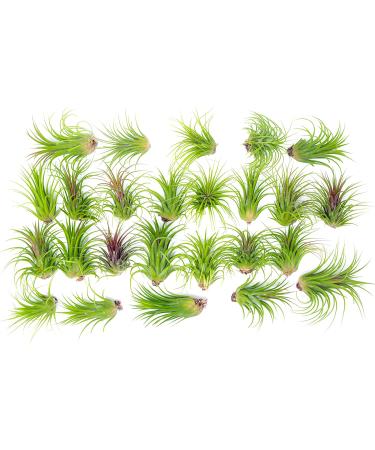 10 Ionantha Tillandsia Air Plants 2-3.5 Inches | Live Tropical House Plants for Home Decor & Terrariums - Buy Online on GoSupps.com