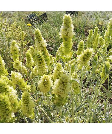 dreikraut Organic Greek mountain tea | Bouquet | 50 g | Traditional cultivation on Olympus | Sideritis scardica/raeseri - Buy Online on GoSupps.com