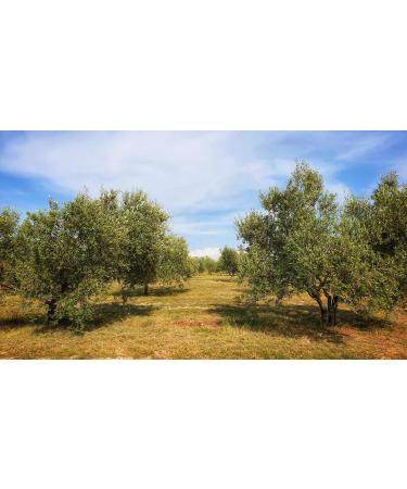 Extra virgin olive oil 500ml - Buy Online on GoSupps.com