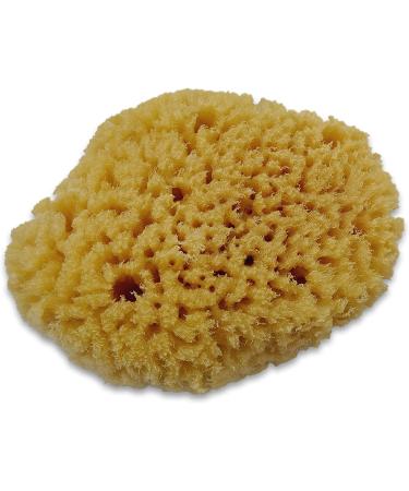 Constantia Pets Hermit Crab Real Sea Sponges - 5 Pack | Nutrient-Rich & Safer Drinking | Maintain Habitat Tank Humidity - Buy Online on GoSupps.com