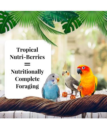 Lafeber's Tropical Fruit Nutri-Berries 10oz for Keets, Tiels, Lovebirds & Conures - Buy Online on GoSupps.com