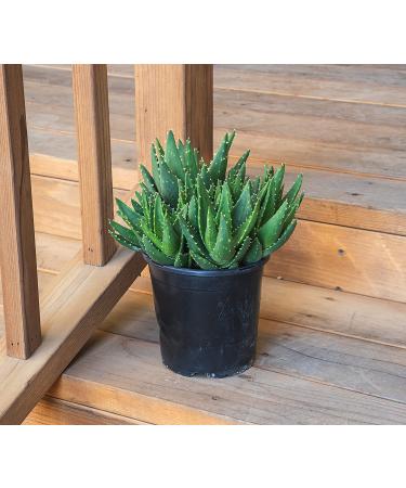 Live Aloe Nobilis & Succulents Plants - Indoor Houseplants by Plants for Pets - Buy Online on GoSupps.com