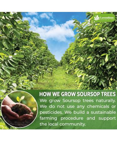 Lavendium Premium 50g (1.76oz) Soursop Leaf Powder 100% Natural & Pure from Soursop Leaves Wildcrafted Graviola Powder Hoja Guanabana Soursop Loose Leaf Powder - Buy Online on GoSupps.com