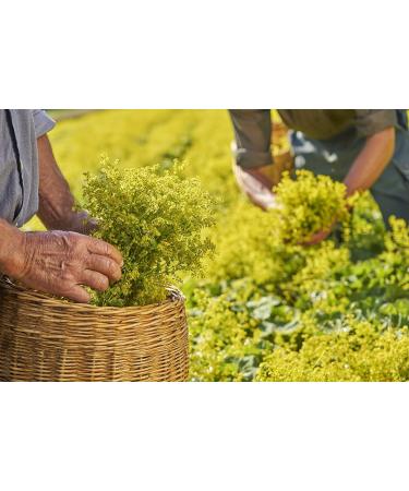 Ricola - Sweets with Swiss Plants - Apple Mint - Refreshing - Sugar Free - Box of 50g - Buy Online on GoSupps.com