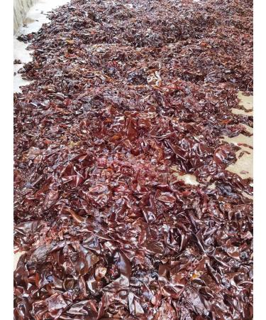 Dried Dulse Rhodymenia Palmata Flakes - Buy Online on GoSupps.com