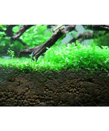 Micranthemum"Monte Carlo" - 1 Bunch - Live aquarium plant - Buy Online on GoSupps.com