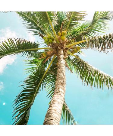 Buy Organic Coconut Ribs (500g) Unsweetened Unroasted Pure Coconut Flakes | 100% Natural & Vegan Snacks Globally Shipping - Buy Online on GoSupps.com