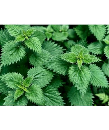 Organic French Nettle Powder - Superior Quality - Eco-friendly resealable Kraft bag - 100 Gr - Buy Online on GoSupps.com