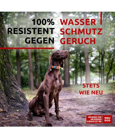 Waterproof Adjustable Dog Collar for Small & Big Dogs | Waudog | Plastic Lock | 31-49 cm Length 25 mm Wide - Orange - Buy Online on GoSupps.com