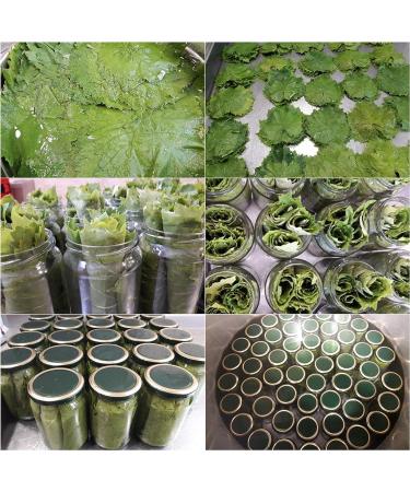 Hand-Picked Greek Vine Leaves - Soultanina Variety for Dolmades | 550gr Drained Weight (110 Leaves) - Buy Online on GoSupps.com