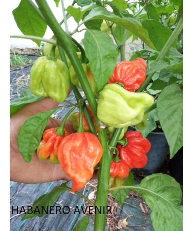 GHINO DI TACCO Pepper seeds - special offer!!!!! - 15 varieties of 150 seeds - Buy Online on GoSupps.com