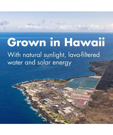 Nutrex Hawaii Pure Hawaiian Spirulina 500 mg 400 Tablets - Buy Online on GoSupps.com