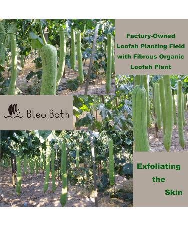 15 Pack Mini Exfoliating Loofah Face Pads - Eco-Friendly Shower Scrubber & Makeup Cleanser - Buy Online on GoSupps.com