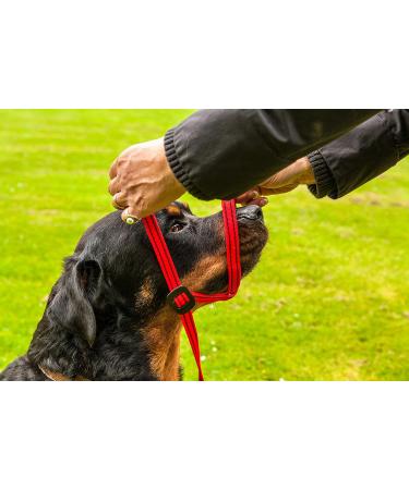 Gencon Medium Headcollar Right Black/Silver Medium Black/Silver - Buy Online on GoSupps.com