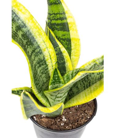 Fully Rooted Sansevieria Superba Snake Plant in Pot - Potted Succulent Houseplant by Plants for Pets - Buy Online on GoSupps.com