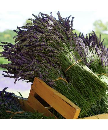 Neoorganic Bio-Lavender Oil - 100% Natural Essential Oil for Sleep & Mood | 30ml Organic Lavender Oil - Buy Online on GoSupps.com