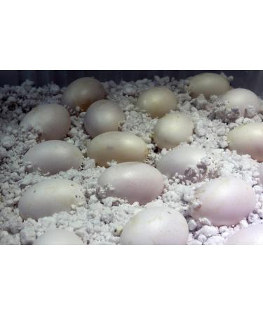 Buy Lucky Reptile HR-2 HatchRite 2L - Premium Breeding Substrate for Reptiles | Fast International Shipping - Buy Online on GoSupps.com