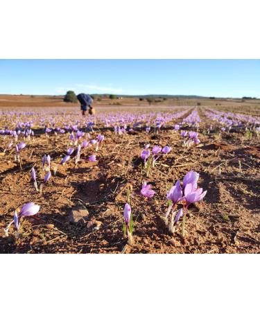Spanish Premium Organic Saffron - D.O.P. Azafran de la Mancha - 1g Glass - 100% Pure Saffron Grade A+ - Buy Online on GoSupps.com