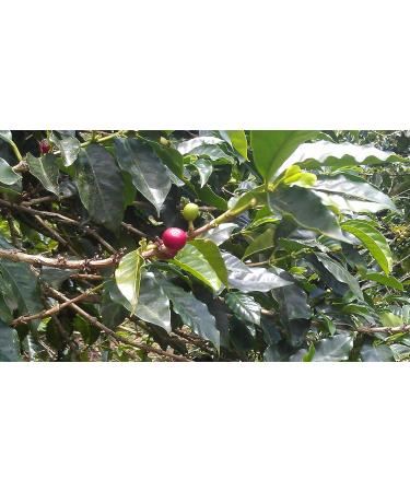 Blue Mountain Coffee 100% Jamaica Roasted and Ground (454g bag) - Buy Online on GoSupps.com