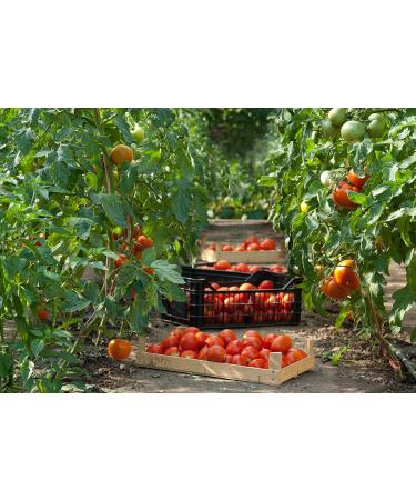  Mariangela Prunotto Prunotto Mariangela Organic Tomato Passata - 690 g - Pack of 6 Bottles - Buy Online on GoSupps.com