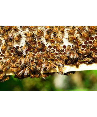 Bee bread / Perga from ImkerPur 100 g without residues or additives fermented flower pollen - Buy Online on GoSupps.com