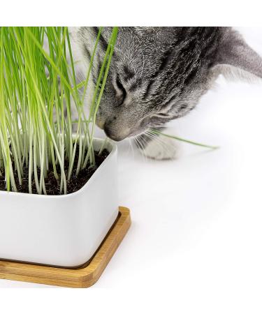 Buy PfotoLymp Cat Grass Re-Plant Set - Wheat Grass Seed & Earth for DIY Cat Grass in Porcelain Bowls - Buy Online on GoSupps.com