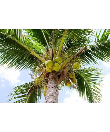 Organic Shredded Coconut 12 oz - Non-GMO, Unsweetened Flakes, Medium Shreds, Kosher, Vegan - Bulk, No Sulfites, Rich in Fiber - Ideal for Baking & Topping - Buy Online on GoSupps.com