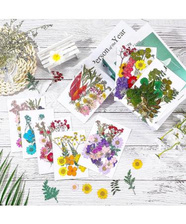 Nuanchu Real Dried Pressed Flowers - 200 Pieces for Resin Mold, Scrapbooking, DIY Crafts - Daisy, Leaves for Jewelry, Candle Making - Buy Online on GoSupps.com