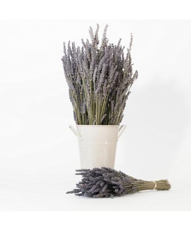 Victoria's Lavender Aromatherapy Pillow and Linen Spray - Soothing Lavender Essential Oil Mist Bed Spray for Ultimate Aromatherapy Experience Lavender Linen Spray for Pillow - (8 oz Sizes) Lavender Linen Spray 8 Ounce Single - Buy Online on GoSupps.com