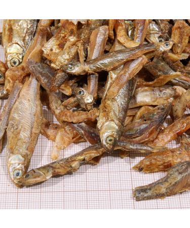 JBL Proterra PESCARUS 2.5l - Buy Online on GoSupps.com