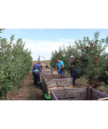  Bleichhof Bleichhof Apple Rubinette Juicy Cox Orange Aroma Fine and Sour from the Palatinate (10 kg) New Harvest - Buy Online on GoSupps.com