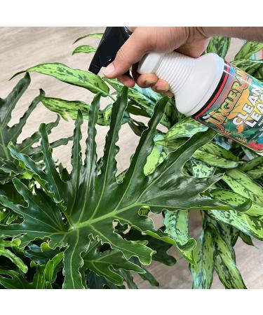 Jungle Rain Clean Leaf – Natural Foliage Cleaner with Citrus Oil 32 oz | Ready to Use | Eco-Friendly Plant Care - Buy Online on GoSupps.com