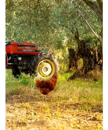  sapori mediterranei Italian extra virgin olive oil Licari 100% natural cold-pressed Product from Calabria Pure and fruity Perfect on your table (500 ml) Harvest 2024/2025 Mediterranean flavours - Buy Online on GoSupps.com