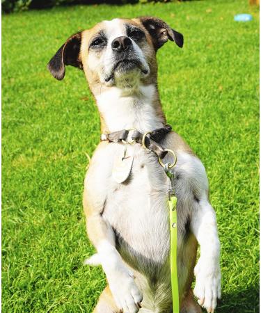 Buy 5m Neon Yellow Dog Leash with 2 Carabiners & D-Ring - Soft Grip Extra Narrow Dirt & Water-Repellent for Small Dogs | International Shipping - Buy Online on GoSupps.com