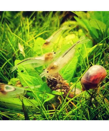 GARNELEN4YOU Premium Food Pellets - 50 g - For relaxed feeding of aquarium inhabitants such as shrimps crabs and snails (1 x 50 g) - Buy Online on GoSupps.com