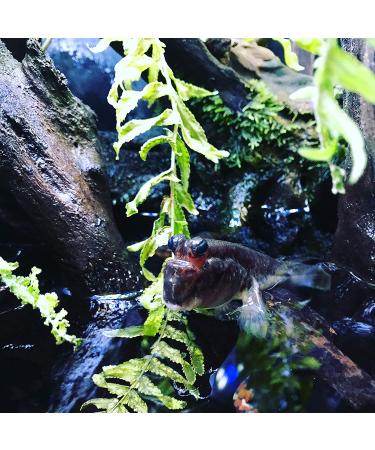 Seachem Prime 16.9 fl. oz - Fresh and Saltwater Conditioner | Chemical Remover & Detoxifier - Buy Online on GoSupps.com