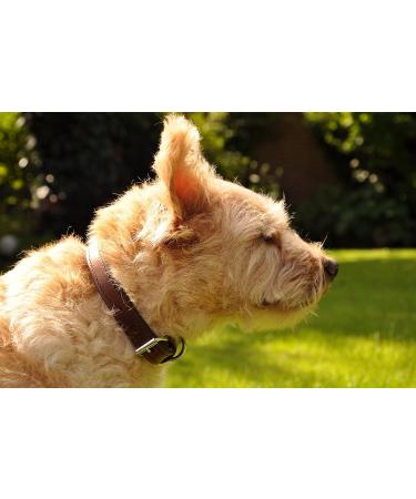 Premium Leather Sniffing Fan Collar for Dogs - Adjustable Padded & Robust for Large Medium Small Breeds (L: 36-45cm Brown) - Buy Online on GoSupps.com